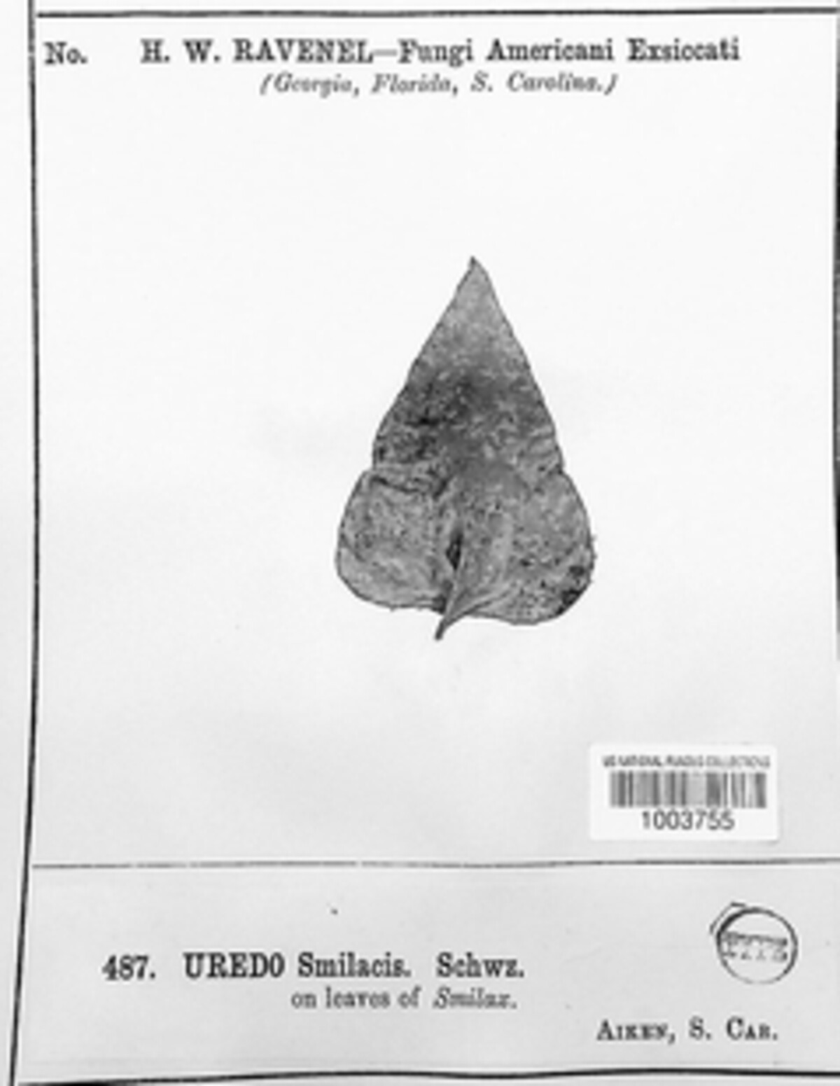 Puccinia smilacis image